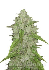Original Auto Amnesia Haze - FASTBUDS - 1