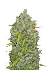 Original Auto Bubblegum - FASTBUDS - 1
