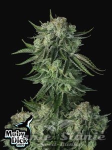Original Auto Moby Dick - FASTBUDS - 2