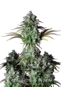 Original Big Bud Auto - FASTBUDS - 1