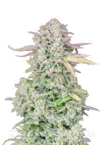 Original Trainwreck Auto - FASTBUDS - 1
