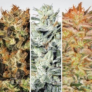 Indica Champions - PARADISE SEEDS - 1