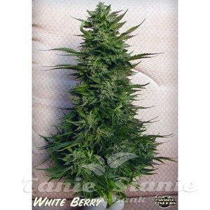 White Berry - PARADISE SEEDS - 2