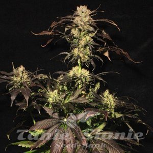 White Berry - PARADISE SEEDS - 4