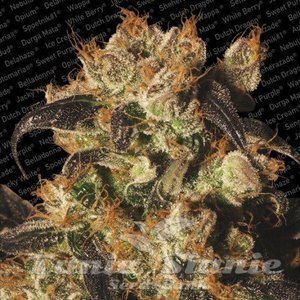 White Berry - PARADISE SEEDS - 6