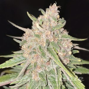 Peanut Butter Breath Auto - 1