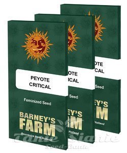Peyote Critical - BARNEY'S FARM - 6