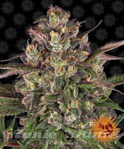 Peyote Critical - BARNEY'S FARM - 1