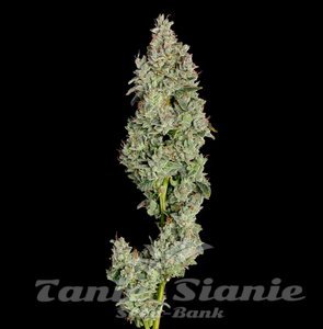Pineapple Daddy Auto - HAPPY VALLEY GENETICS - 1