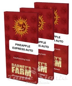 Pineapple Express Auto - BARNEY’S FARM - 7