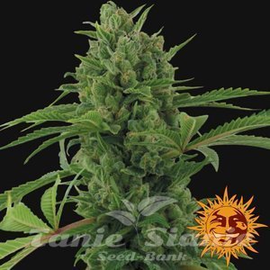 Pineapple Express Auto - BARNEY’S FARM - 3