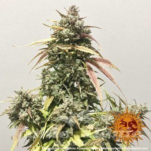 Pineapple Express Auto - BARNEY’S FARM - 5
