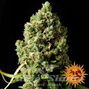 Pineapple Express Auto - BARNEY’S FARM - 2