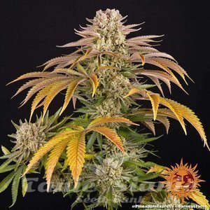 Pineapple Express - BARNEY'S FARM - 2