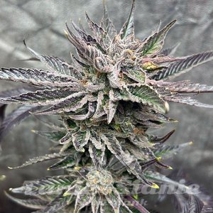 Pineapple Fruz - 3