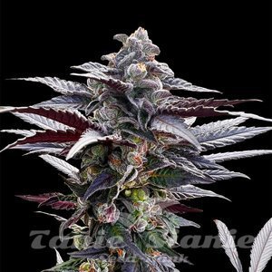 Pink Sunset - SILENT SEEDS - 1