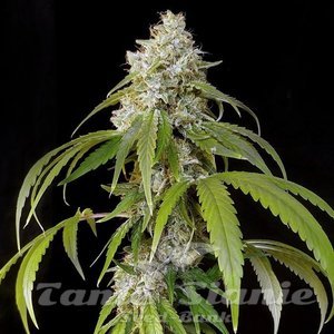Platinum OG Fast Version - 1