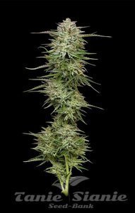 Pound Town Auto - HUMBOLDT SEED COMPANY - 1