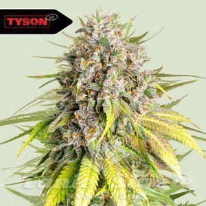 Punch Pie - ROYAL QUEEN SEEDS X TYSON 2.0 - 1