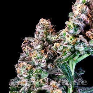Atlas Seeds