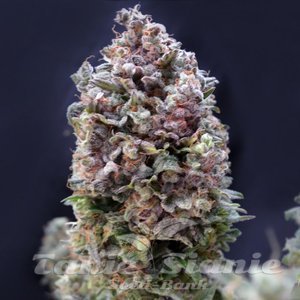 Purple Punch Auto - 1
