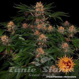 Purple Punch Auto - BARNEY'S FARM - 3