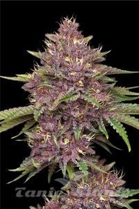 Purpz - HUMBOLDT SEED COMPANY - 1