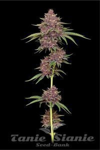 Purpz - HUMBOLDT SEED COMPANY - 2