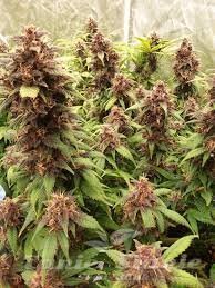 Red Hindu Kush Auto - 1