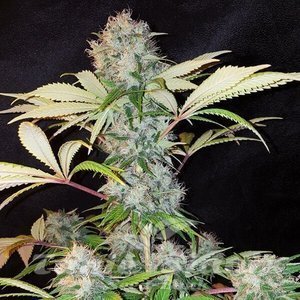 Bubble Kush - ROYAL QUEEN SEEDS - 3