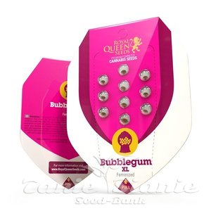 Bubblegum XL - ROYAL QUEEN SEEDS - 2