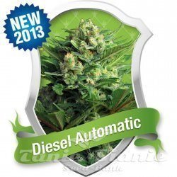 Diesel Automatic - ROYAL QUEEN SEEDS - 2