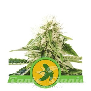 Fat Banana Automatic - ROYAL QUEEN SEEDS - 1
