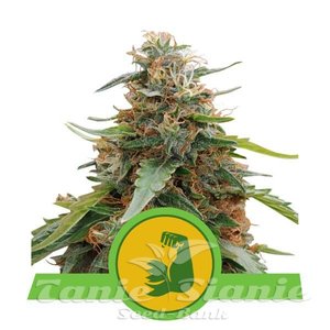 Hulkberry Automatic - ROYAL QUEEN SEEDS - 1