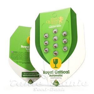 Royal Critical Automatic - ROYAL QUEEN SEEDS - 4