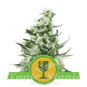 Royal Critical Automatic - ROYAL QUEEN SEEDS - 1