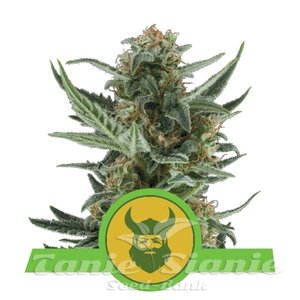 Royal Dwarf Auto - ROYAL QUEEN SEEDS - 1