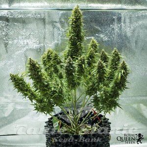 Royal Jack Automatic - ROYAL QUEEN SEEDS - 3