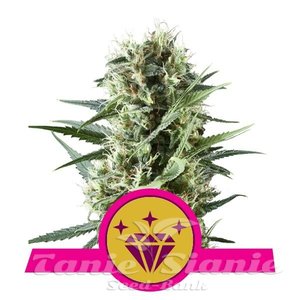 Special Kush #1 - ROYAL QUEEN SEEDS - 1
