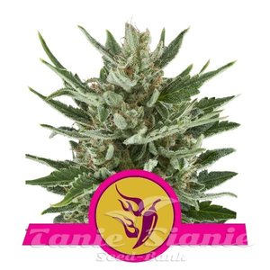 Speedy Chile (Fast Version) - ROYAL QUEEN SEEDS - 1