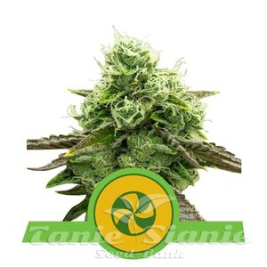 Sweet ZZ Automatic - ROYAL QUEEN SEEDS - 1