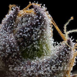 RS11 x Hollywood - COOKIES SEEDS - 2