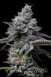 RS11 x Hollywood - COOKIES SEEDS - 3