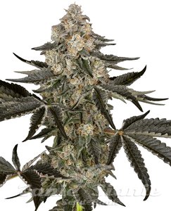 Sauvignon Blanc Auto - SENSI SEEDS - 1