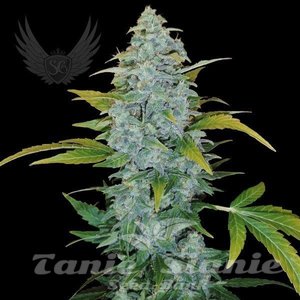White Monster Auto - SENSI GENETICS - 1