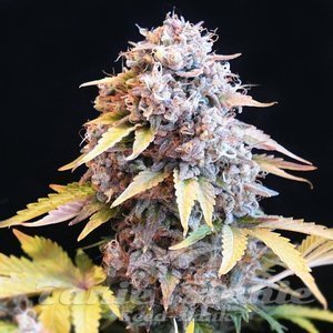 Sherbet Fast Version - 1