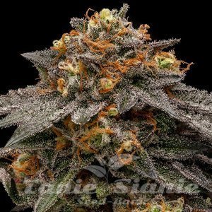 Shimo - RIPPER SEEDS - 1