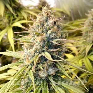 Shiskaberry - 1