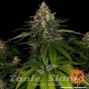 Shiskaberry - BARNEY'S FARM - 2