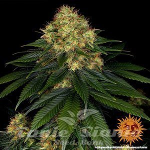 Skywalker OG Auto - BARNEY'S FARM - 6